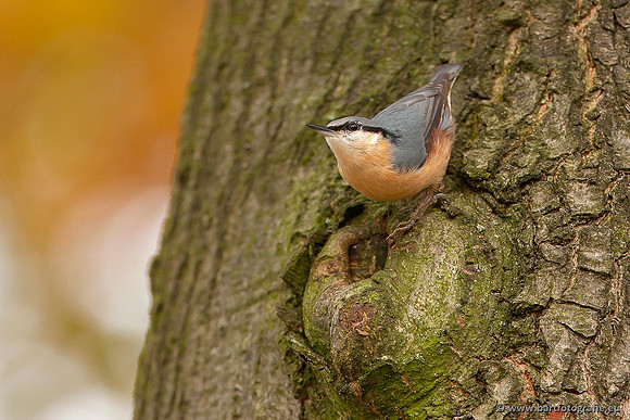 Holenbroeders, Bart Fotografie-268
