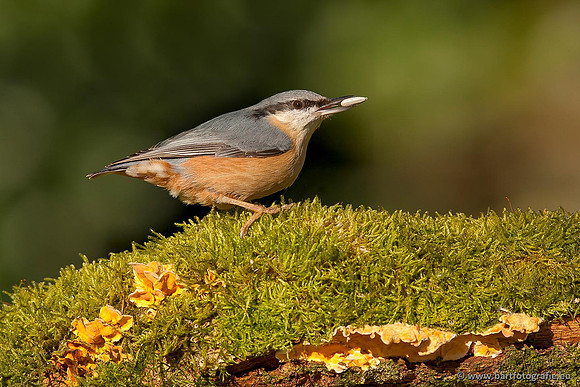 Holenbroeders, Bart Fotografie-271