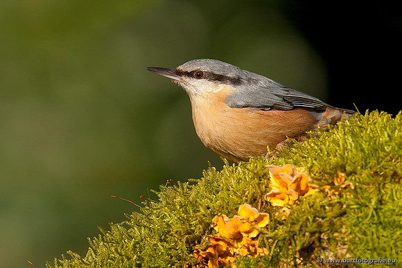 Holenbroeders, Bart Fotografie-272