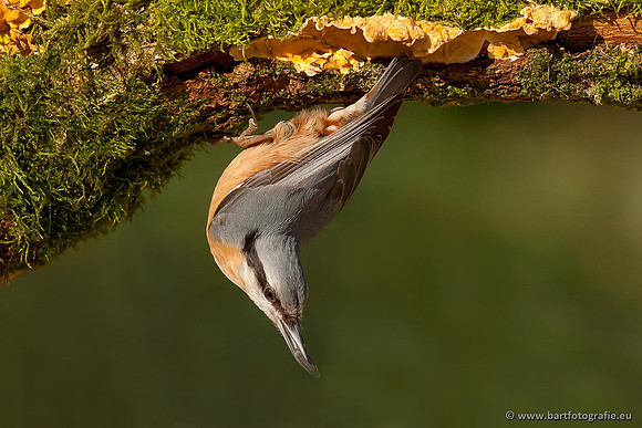 Holenbroeders, Bart Fotografie-273