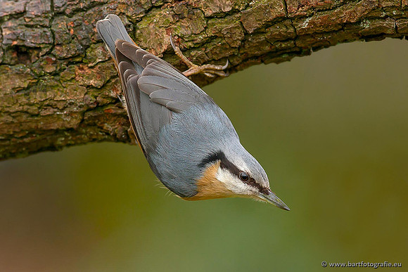 Holenbroeders, Bart Fotografie-274