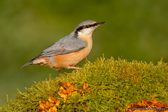 Holenbroeders, Bart Fotografie-276