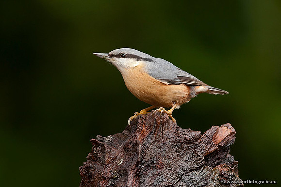 Holenbroeders, Bart Fotografie-278