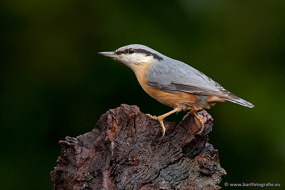Holenbroeders, Bart Fotografie-279
