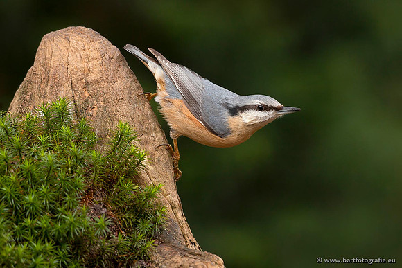 Holenbroeders, Bart Fotografie-282