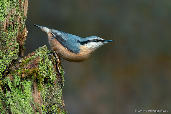 Holenbroeders, Bart Fotografie-283