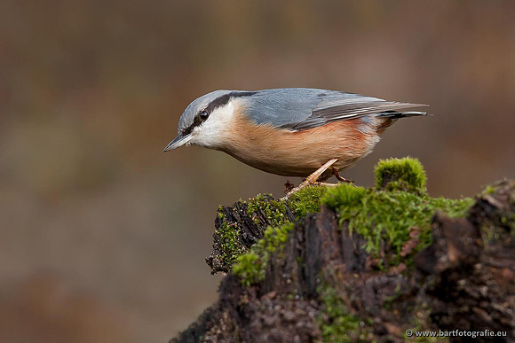 Holenbroeders, Bart Fotografie-284
