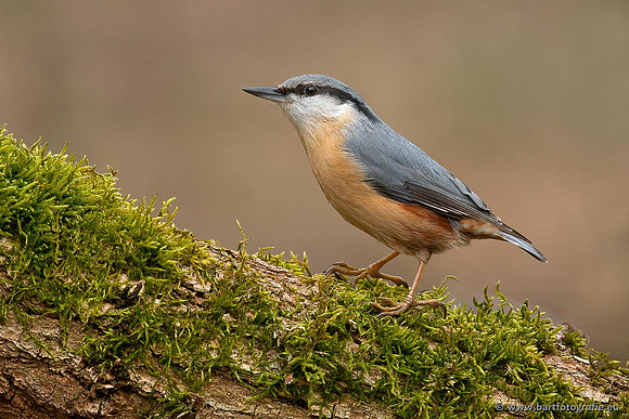 Holenbroeders, Bart Fotografie-286