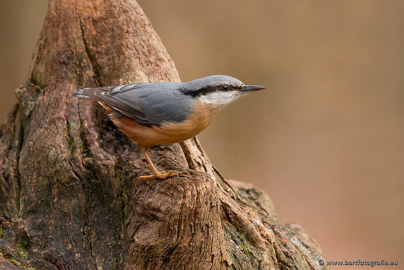Holenbroeders, Bart Fotografie-287