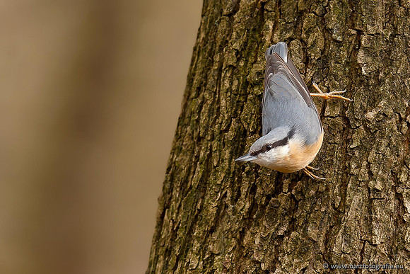 Holenbroeders, Bart Fotografie-288