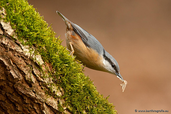 Holenbroeders, Bart Fotografie-289