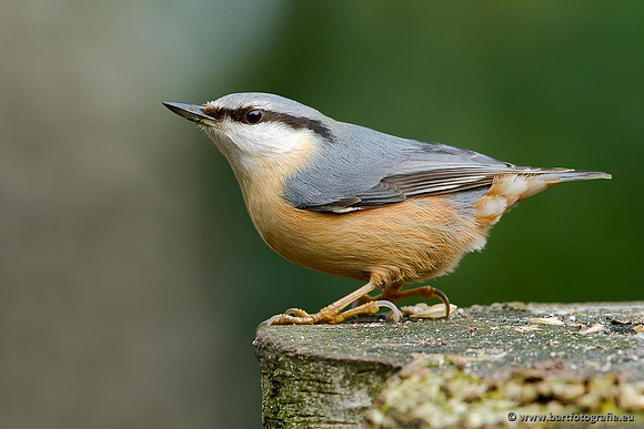 Holenbroeders, Bart Fotografie-303