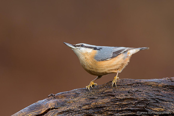 Holenbroeders, Bart Fotografie-316