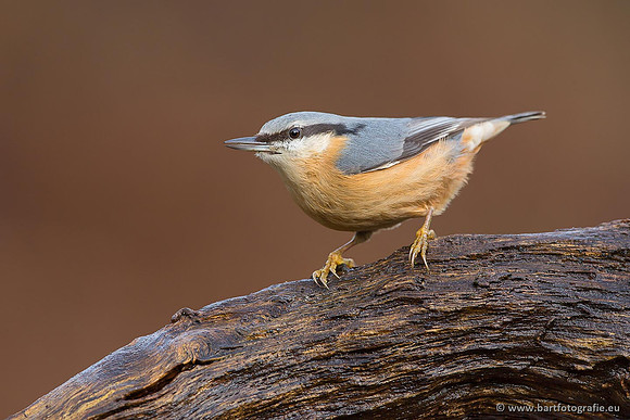 Holenbroeders, Bart Fotografie-317