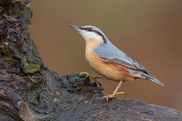 Holenbroeders, Bart Fotografie-318