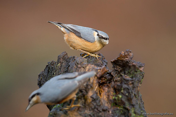 Holenbroeders, Bart Fotografie-319