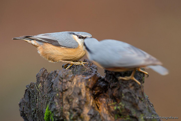 Holenbroeders, Bart Fotografie-320