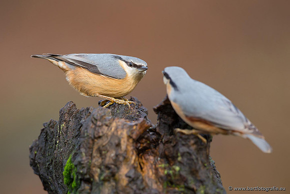 Holenbroeders, Bart Fotografie-321