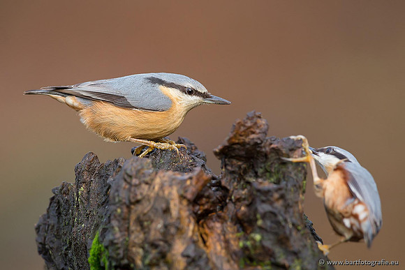 Holenbroeders, Bart Fotografie-322