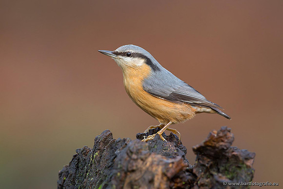 Holenbroeders, Bart Fotografie-323