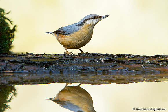 Holenbroeders, Bart Fotografie-327
