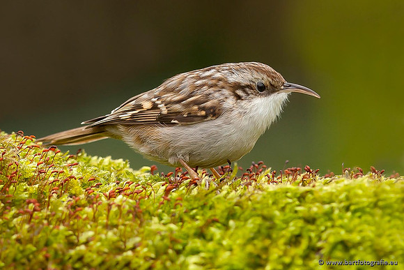 Holenbroeders, Bart Fotografie-329