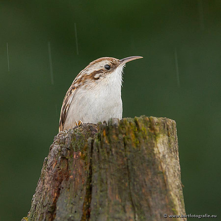Holenbroeders, Bart Fotografie-331