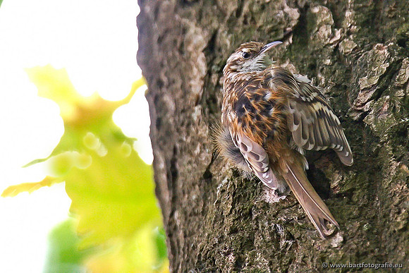 Holenbroeders, Bart Fotografie-332