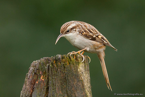 Holenbroeders, Bart Fotografie-334