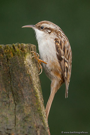 Holenbroeders, Bart Fotografie-335