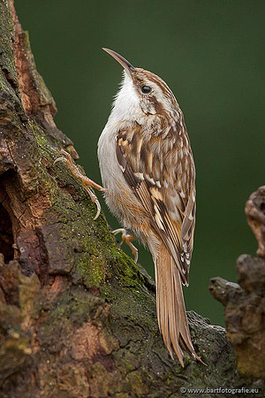 Holenbroeders, Bart Fotografie-336