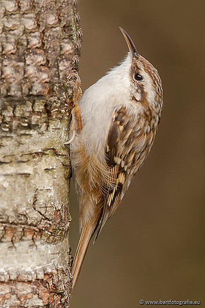 Holenbroeders, Bart Fotografie-337