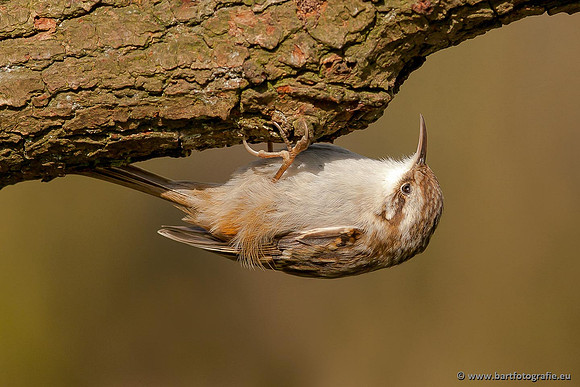 Holenbroeders, Bart Fotografie-338