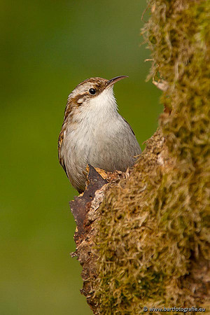Holenbroeders, Bart Fotografie-339