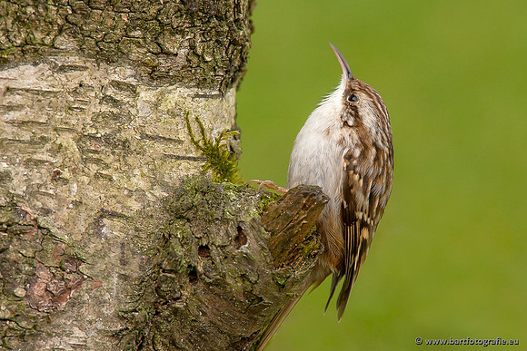 Holenbroeders, Bart Fotografie-342