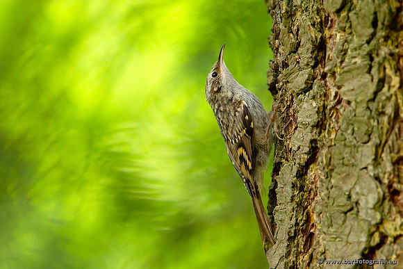 Holenbroeders, Bart Fotografie-344