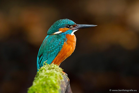 Holenbroeders, Bart Fotografie-348