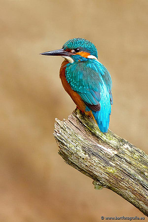 Holenbroeders, Bart Fotografie-346