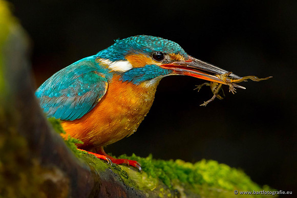 Holenbroeders, Bart Fotografie-349