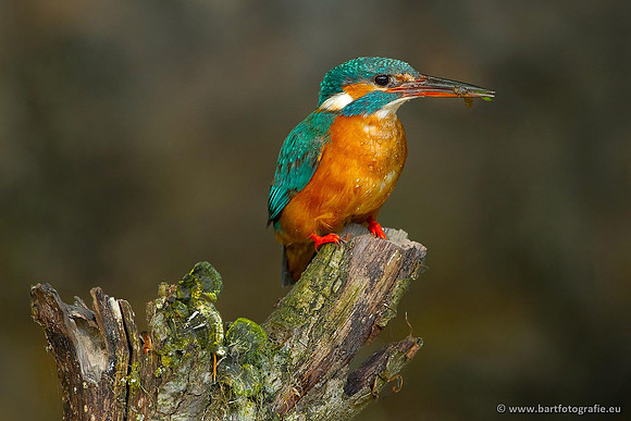 Holenbroeders, Bart Fotografie-352