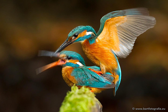 Holenbroeders, Bart Fotografie-353