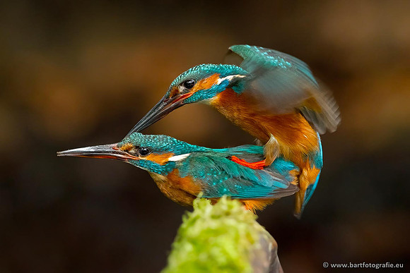 Holenbroeders, Bart Fotografie-355