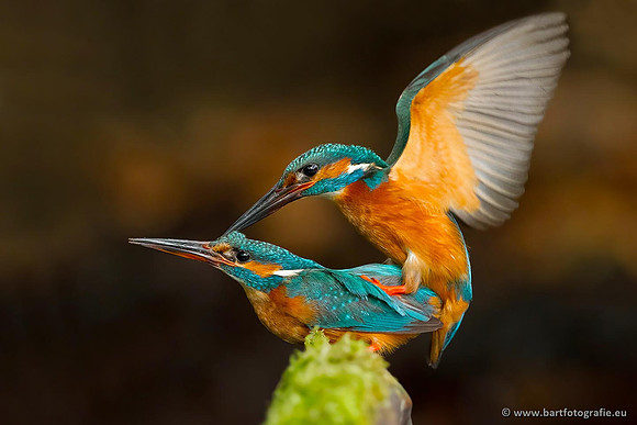 Holenbroeders, Bart Fotografie-354
