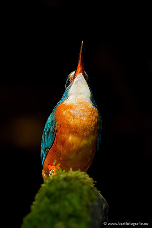 Holenbroeders, Bart Fotografie-359