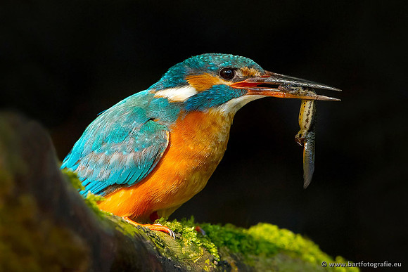 Holenbroeders, Bart Fotografie-363