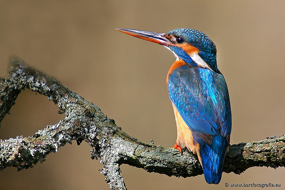 Holenbroeders, Bart Fotografie-365