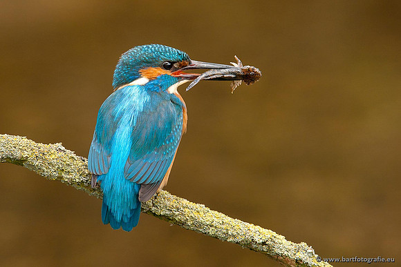 Holenbroeders, Bart Fotografie-366
