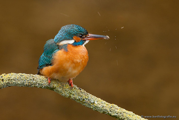 Holenbroeders, Bart Fotografie-367