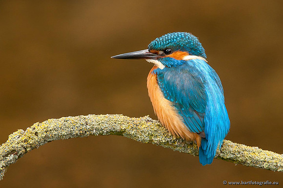 Holenbroeders, Bart Fotografie-368