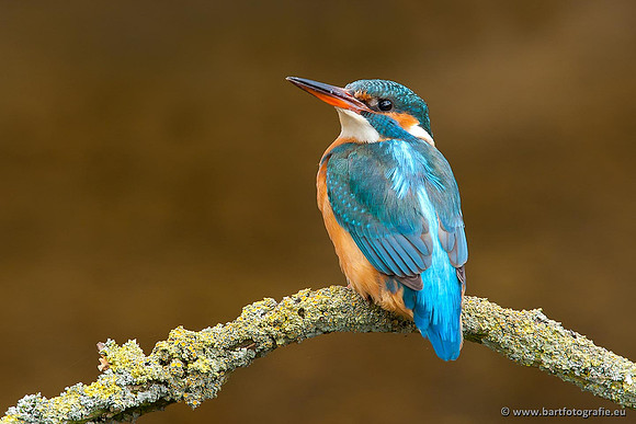 Holenbroeders, Bart Fotografie-369